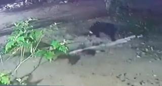 Pakan Sulit, Beruang Mangsa Ternak Warga di Rohil 